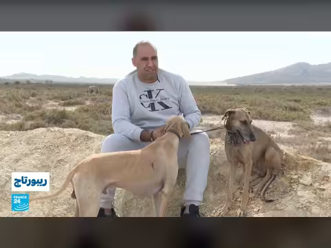 تونس.. جهود لحفظ سلالة الكلاب السلوقي الأصيلة