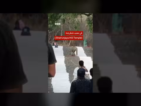 أسد يسرق حقيبة من زوار معبد في الهند
