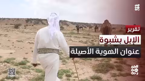 الإبل في شبوة: تراث أصيل وعلامة للهوية اليمنية