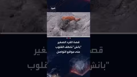 بانش الدمية: قصة قرد صغير يجد العزاء في لعبة محشوة