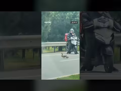 سائقة توقف حركة المرور في إسطنبول لحماية بطة وصغارها