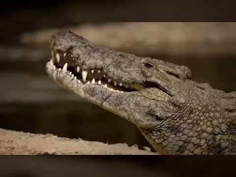 غرائب كوكب الأرض: عالم القوى الخارقة