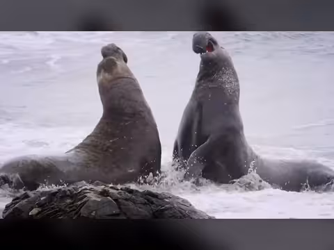 غرائب كوكب الأرض: نادي القتال