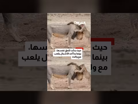 شبل أسد يستلقى على ظهره مثل البشر بعد وجبة دسمة