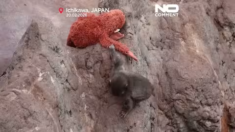 إقبال جماهيري على حديقة حيوانات يابانية لمشاهدة قرد رضيع شهير