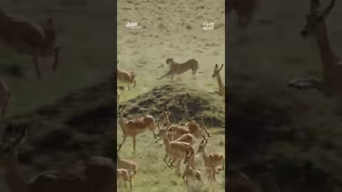 مطاردة لا مثيل لها