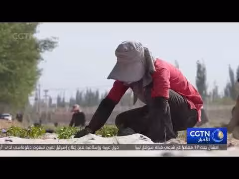 زراعة الفلفل الصناعي تعزز دخل المزارعين