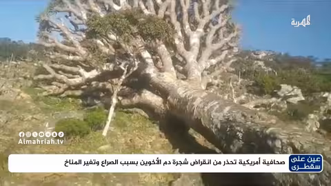 صحافية أمريكية تحذر من انقراض دم الأخوين في سقطرى بسبب الصراع والمناخ