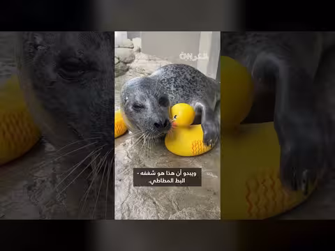 فقمة تحظى بحب البط المطاطي