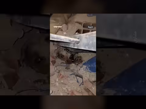 إنقاذ كلب من تحت أنقاض الزلزال في فنزويلا