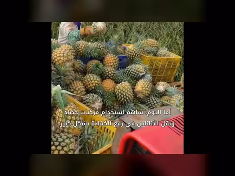 مركبة الحصاد ترفع كفاءة زراعة الأناناس في الصين