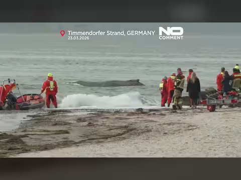 فشل محاولات إنقاذ حوت أحدب جانح في ألمانيا