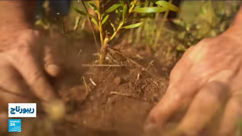 جنوب أفريقيا: زهرة البروتيا الوطنية مهددة بالتغير المناخي