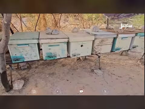نفوق جماعي لنحل حضرموت