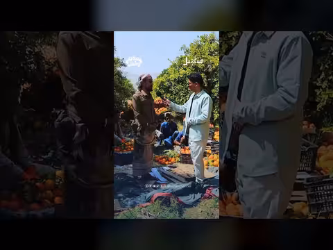 مارب: مزرعة برتقال تحصد 35 ألف شجرة بعد التوسع