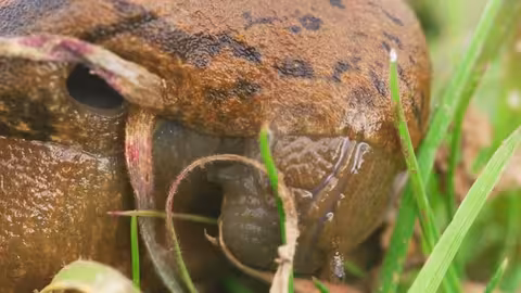 البرتغال: براري ألينتيخو وحيواناتها البرية