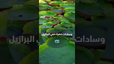 زنبق فيكتوريا المائي: تكيف فريد في مستنقعات البرازيل