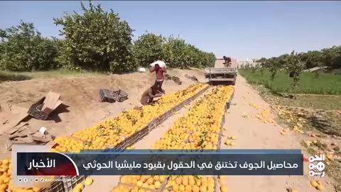 قيود الحوثيين تخنق محاصيل الجوف وتفاقم الأزمة الغذائية