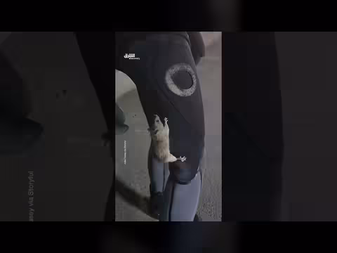 فأر مذعور يتمسك بساق رجل