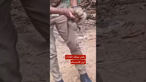 إنقاذ قرد صغير من الصعق الكهربائي بعملية إنعاش في الهند