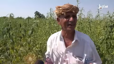 تلف محصول السمسم في أبين: آفات حشرية وإهمال زراعي