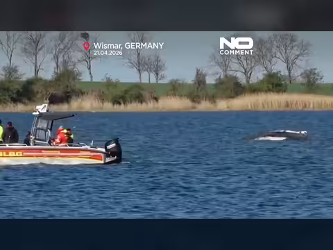 حوت أحدب عالق في مياه ضحلة شمال ألمانيا