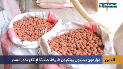 ابتكار يمني في إنتاج بذور السدر يحافظ على قيمتها الغذائية