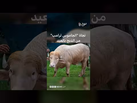 جاموس دونالد ترامب ينجو من الذبح في بنغلادش