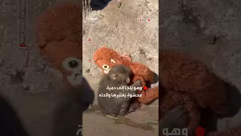 قرد "بانش" الياباني يبحث عن الأمان في دمية بعد تعرضه للضرب