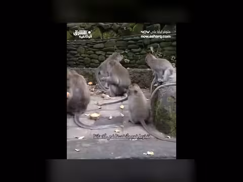 فهم مفهوم عقل القرد