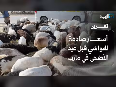 ارتفاع صادم في أسعار المواشي بمأرب قبيل عيد الأضحى