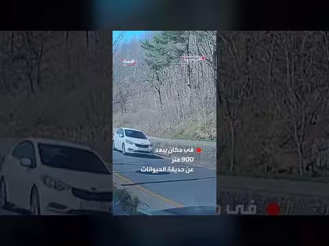 استنفار بعد هروب ذئب من حديقة حيوانات في كوريا الجنوبية