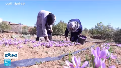 قطاف الزعفران في تالوين: 'الذهب الأحمر' المغربي