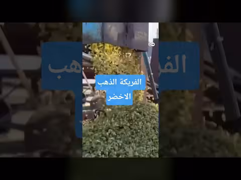 الفريكة الفلسطينية.. ذهب جنين الأخضر