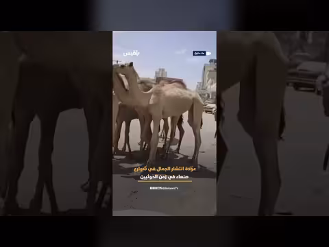 جمال تتجول في شوارع صنعاء