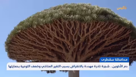 شجرة دم الأخوين في سقطرى مهددة بالانقراض بسبب التغير المناخي