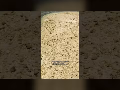 جزيرة باراسو الصغيرة ملاذ الحياة البحرية