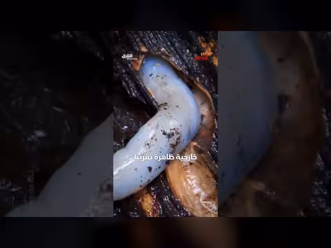 دودة الخشب: عالمها وخصائصها
