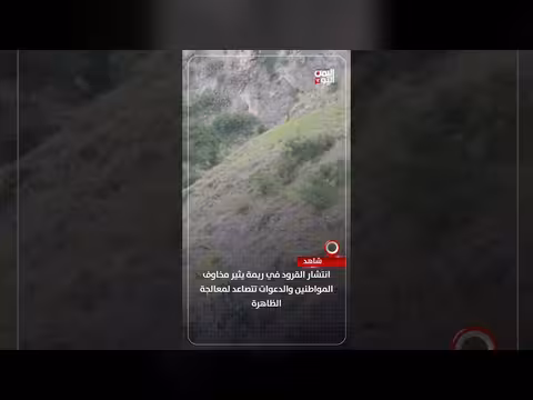 انتشار القرود في ريمة يثير مخاوف المواطنين