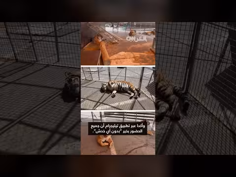 نمر يقفز نحو الجمهور خلال عرض سيرك في روسيا