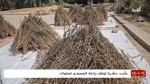 عودة زراعة السمسم في مأرب بعد توقف 5 سنوات