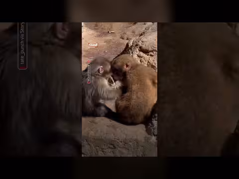 بانش: قرد ياباني يعانق أنثى مكاك أمام الكاميرا