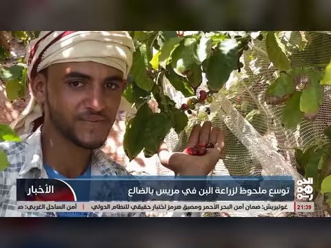 توسع زراعة البن في مريس بالظالع