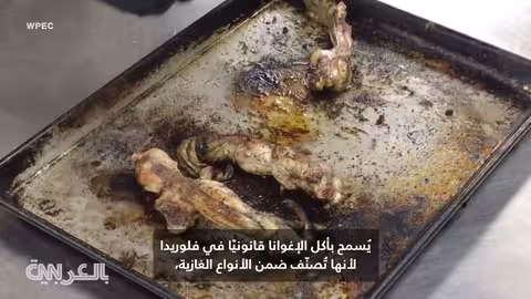 بيتزا الإغوانا: جنون أمريكي يجذب الملايين ويثير جدلاً قانونياً