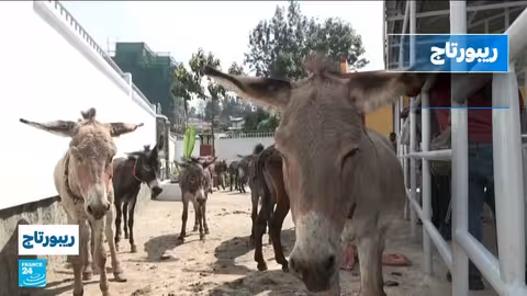 عيادة مجانية في إثيوبيا لعلاج الحمير