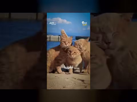 جزيرة القطط: حيث تتجاوز القطط عدد السكان