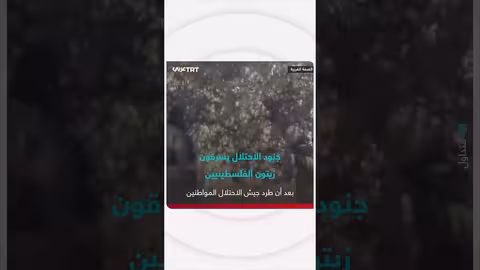 جنود الاحتلال يسرقون زيتون الفلسطينيين