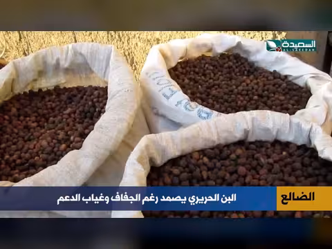 البن الحريري في الضالع يقاوم الجفاف