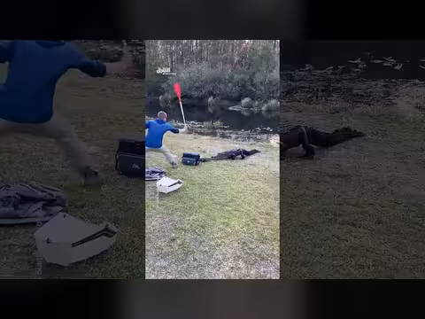 مواجهة غير متوقعة مع تمساح