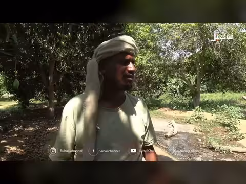 مانجو أبين.. تحديات موسم المانجو
